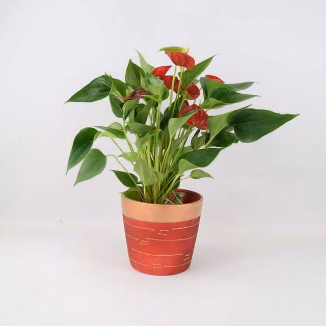 Plants By Post Red Flamingo Anthurium Flowering Indoor Plant in a Red and Gold Ceramic Pot