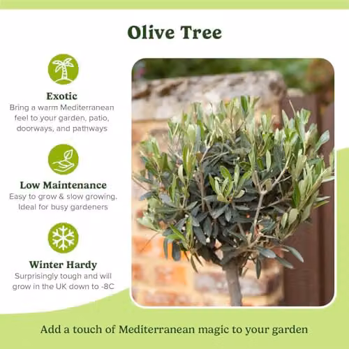 YouGarden Hardy Ornamental Olive Tree Standard, Green, Height: 80-90 cm – 6