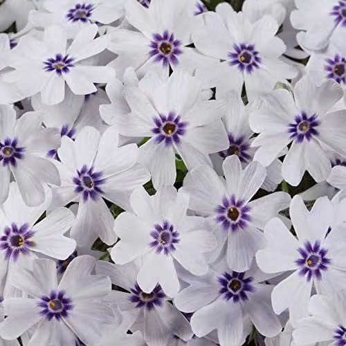 Thompson and Morgan Phlox Pharoah Blue Eye Hardy Perennial Plug Plants, 10 Pack, Blue and White