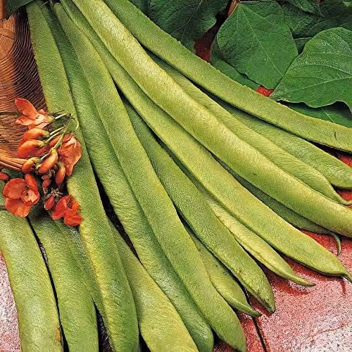 Thompson and Morgan Scarlet Emperor Runner Bean Vegetable Seeds, 40 Seeds