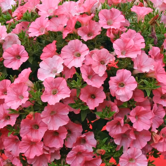Marshalls Garden Pink Petunia Supertunia Vista Bubblegum Bedding Plant for Hanging Baskets