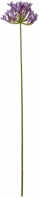 Lemon Pavilion Furniture and Decor Purple Agapanthus Floral Spray, W: 15 cm, D: 15 cm, H: 75 cm – 1