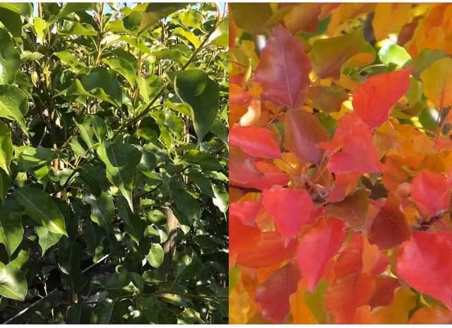 Direct Plants Pyrus Chanticleer Ornamental Pear Tree, Height: 121.92 cm, Multicolour