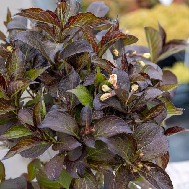 Velda Weigela Ebony and Ivory Ornamental Shrub, Pink and White