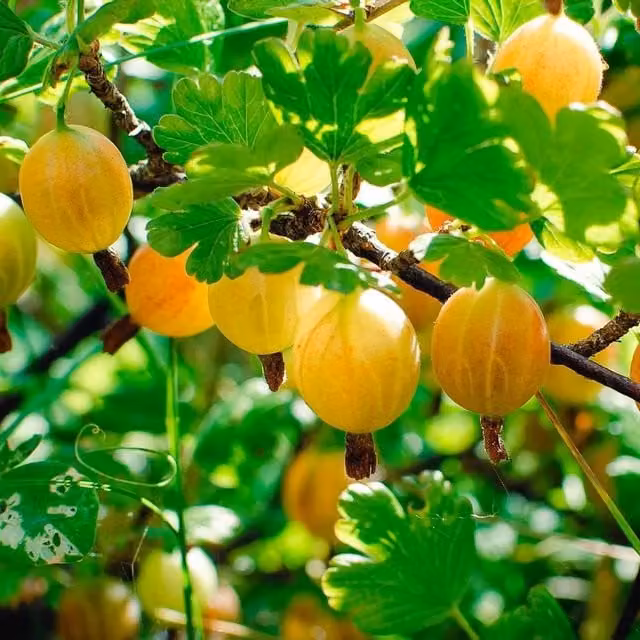 Thompson & Morgan Gooseberry Hinnomaki Yellow Potted Berry Bush