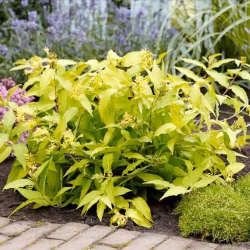 Thompson and Morgan Diervilla rivularis Honeybee Hardy Ornamental Shrub with Golden Foliage, 2 Litre Pot
