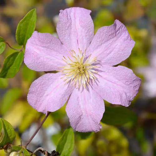 YouGarden Clematis Hybrid Collection of Three Purple Climbing Outdoor Plants in 9cm Pots – 2