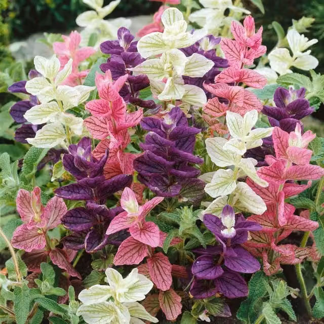 Unwins Claryssima Clary Flower Seeds, Multicolour