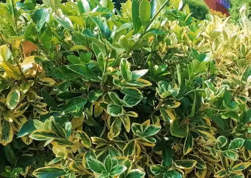 F&G Supplies Golden Privet Hedging Plants, Ligustrum Aureum Evergreen Bare Root Saplings, Height: 90 cm (Pack of 5) – 2