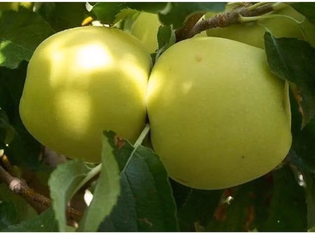 Direct Plants Golden Delicious Apple Fruit Tree in a Pot