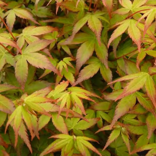 Thompson & Morgan Acer palmatum Little Princess Ornamental Japanese Maple Tree in 23cm Pot