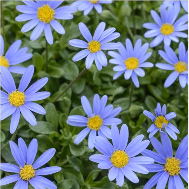 Plants By Post Felicia Blue Daisy Ornamental Shrubs in 3 x 9cm Pots, Blue and Yellow