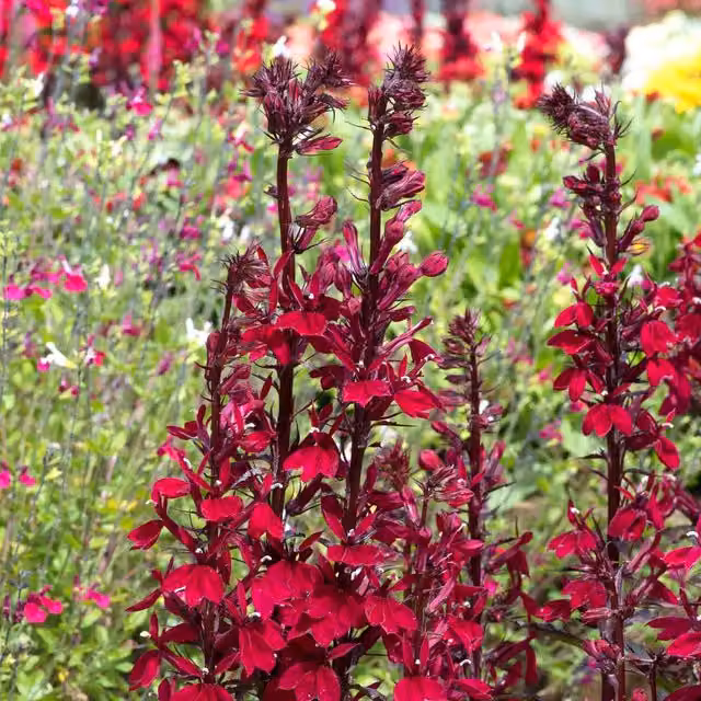 Marshalls Garden Lobelia Starship Burgundy Hardy Red Perennial Plant