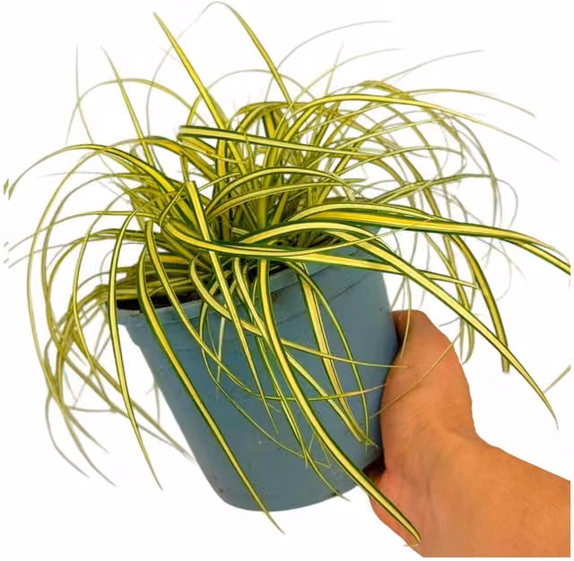Plants By Post Carex Evergold Golden Variegated Ornamental Grass, Yellow and Green, 2L Pot