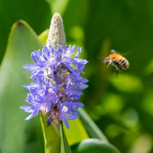Thompson and Morgan Pontederia Cordata Pickerel Weed Marginal Aquatic Pond Plant with Blue Flowers, 3 x 1 Litre Pots – 3