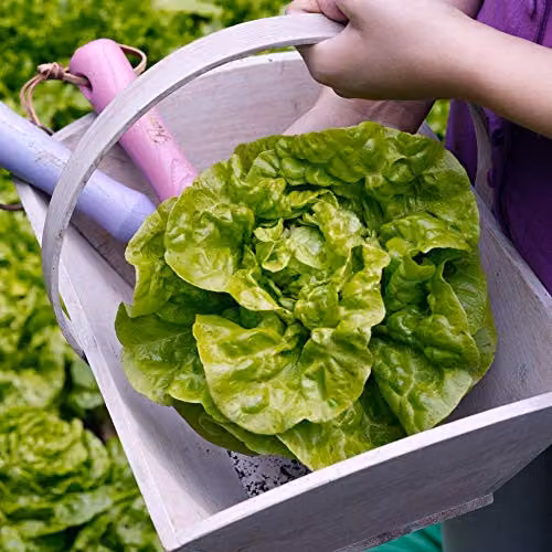 Thompson and Morgan Lettuce Tom Thumb Seeds, Butterhead Lactuca Sativa, 1000 Seeds – 3