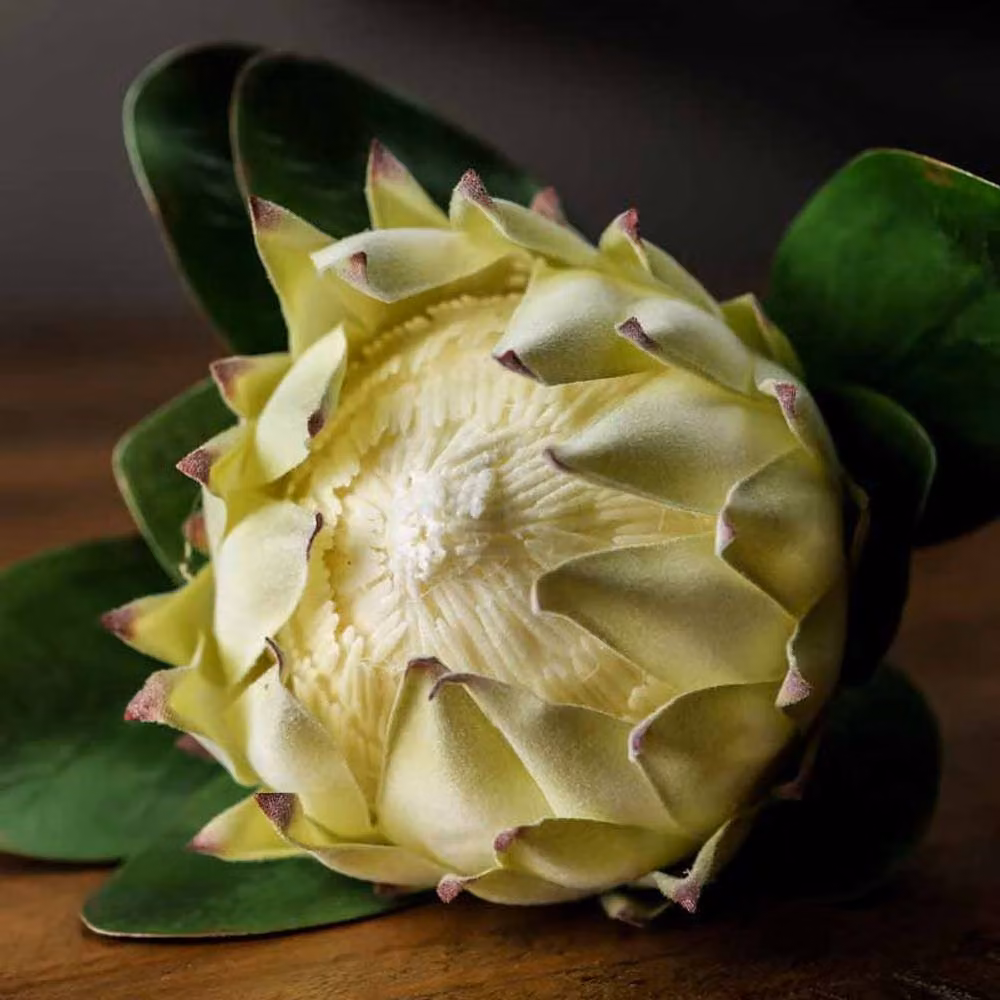 Lemon Pavilion Furniture and Decor Large White Protea Artificial Plant, W21 x D21 x H73 cm – 2