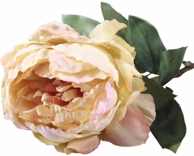 KDMD Single Peony Cream Blush Artificial Flowers in Pink and Beige, Height: 71 cm