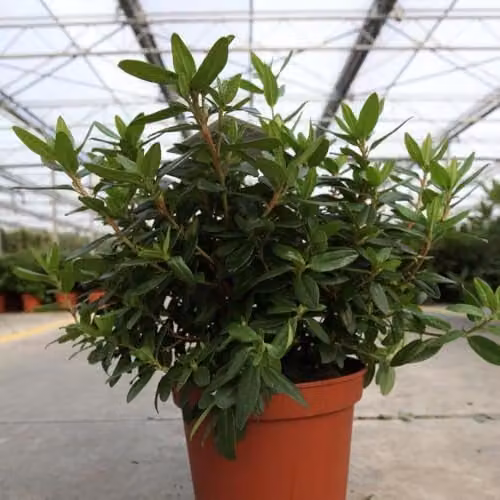 Thompson and Morgan Rhododendron Gristede Compact Evergreen Shrub with Purple Spring Blooms, 2 x 2 Litre Pots
