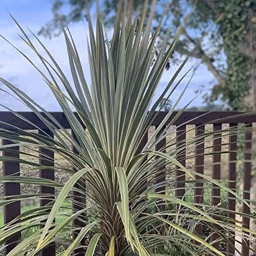 Thompson and Morgan Cordyline Australis Torbay Dazzler Cabbage Palm, Green, 1x 9cm Potted Ornamental Shrub