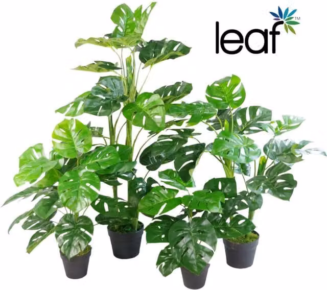 Dyzi Artificial Monstera Plant in a Moss Covered Pot, Green, Height: 100 cm