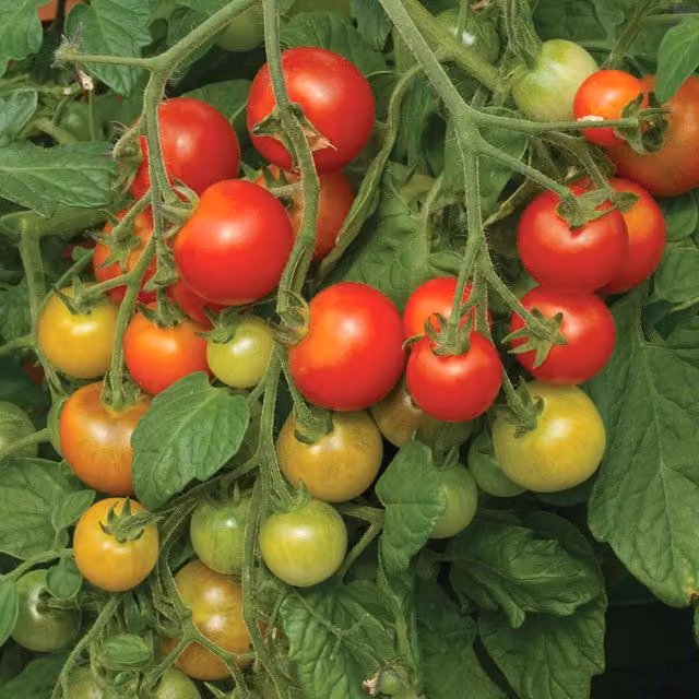 Summerlast F1 Red Patio Tomato Vegetable Seeds (6 g)