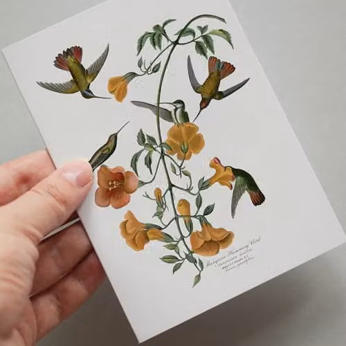 Artery8 John James Audubon Birds of America Multicolour Paper Poster Illustration, W: 25.0 cm, H: 14.8 cm – 4