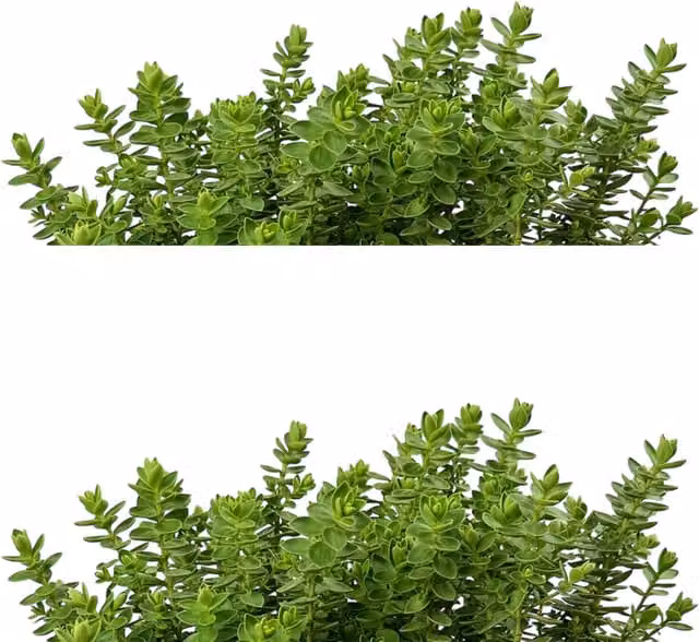The Rose Press Garden Ornamental Shrub, Green, 17cm Pot