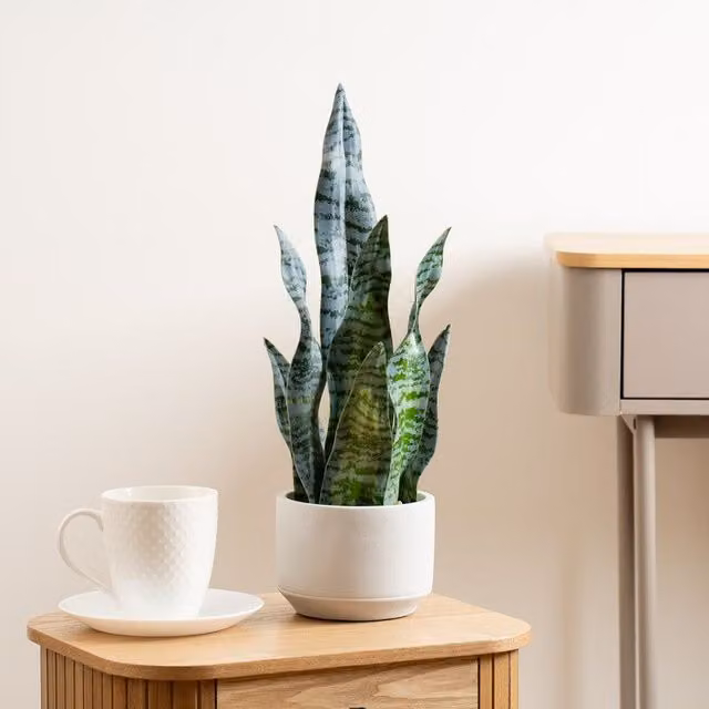 Scottish Everlastings Ltd Green Sansevieria Plant in a Round Concrete Pot, Height: 48 cm – 1