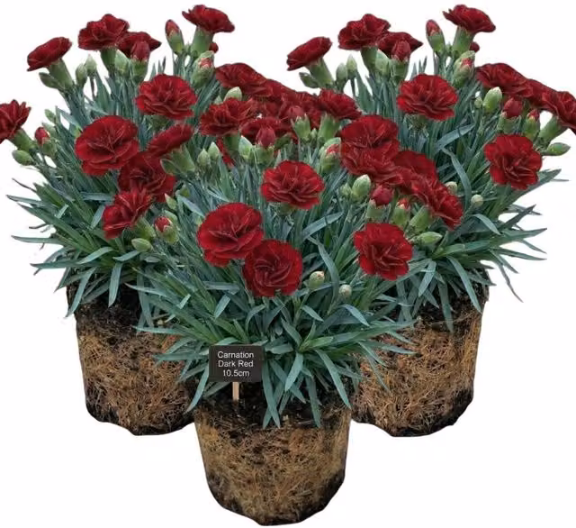 Plants By Post Dark Red Carnation Potted Plants (Set of 3)