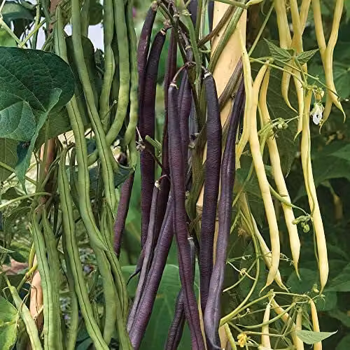 Thompson and Morgan Mixed Climbing Bean Phaseolus vulgaris Seeds, 45 Seeds