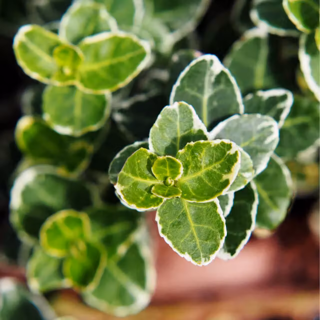 Plants by Post Euonymus Emerald Gaiety Ornamental Shrub, Green and White, Pack of 3
