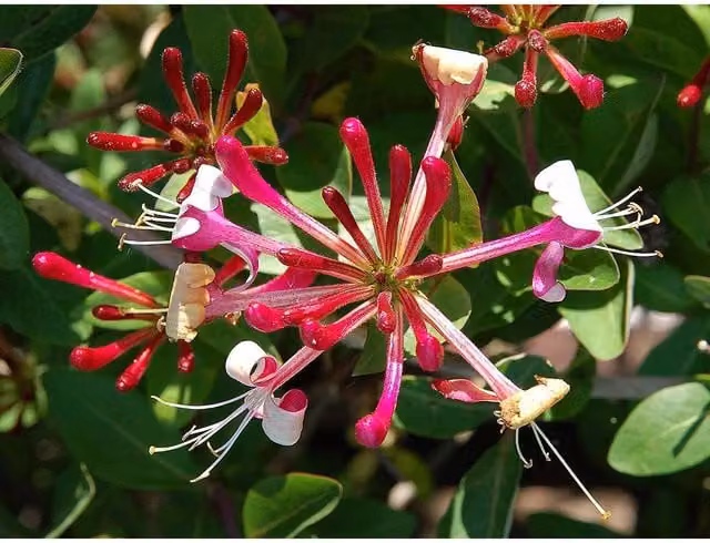 Direct Plants Mixed Large Red Honeysuckle Climbing Plant Selection Pack, 6 x 91.44 cm Tall