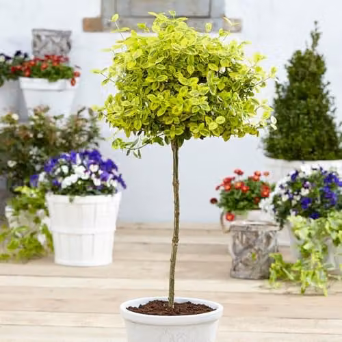 YouGarden Euonymus Emerald n Gold Standard Trees, Pair of Green and Yellow Ornamental Plants in 18cm Pots – 1