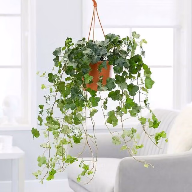 Primrose Hedera Helix Wonder English Ivy Trailing Indoor Plant in a 19cm Green Hanging Pot, 70cm Height