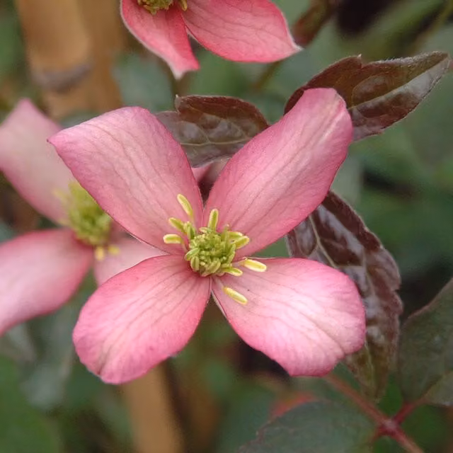 Plants By Post Clematis montana Warwickshire Rose Outdoor Climbing Plant with Pink Flowers