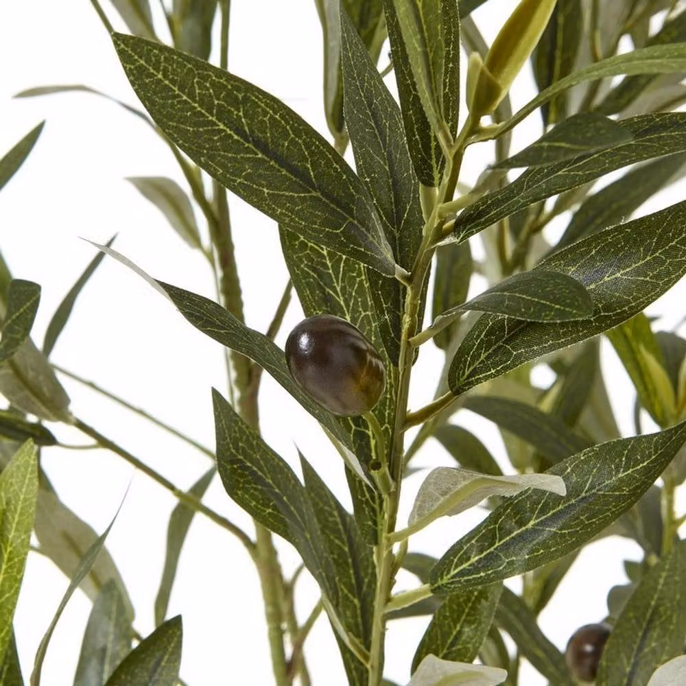 Lemon Pavilion Apulia Mediterranean Olive Tree in Pot, Green, Brown and White, Height: 150 cm – 2