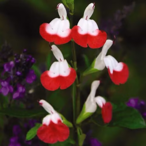 Thompson & Morgan Salvia Hot Lips Hardy Perennial Potted Plant with Red and White Bicolour Blooms, Height: 90 cm, 3 Litre Pot – 2