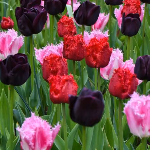 Thompson & Morgan Tulip Berry Sorbet Mixed Fruity Colour Fringed Hybrid Bulbs, 16 Bulbs (Dark Purple, Candy Pink and Raspberry Red) – 3