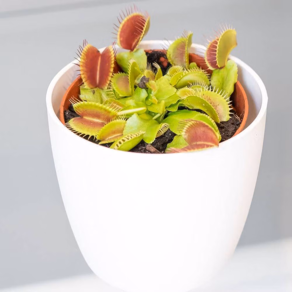 Primrose Plant Theory Dionaea Muscipula Indoor Venus Fly Trap in a 12cm Pot – 3