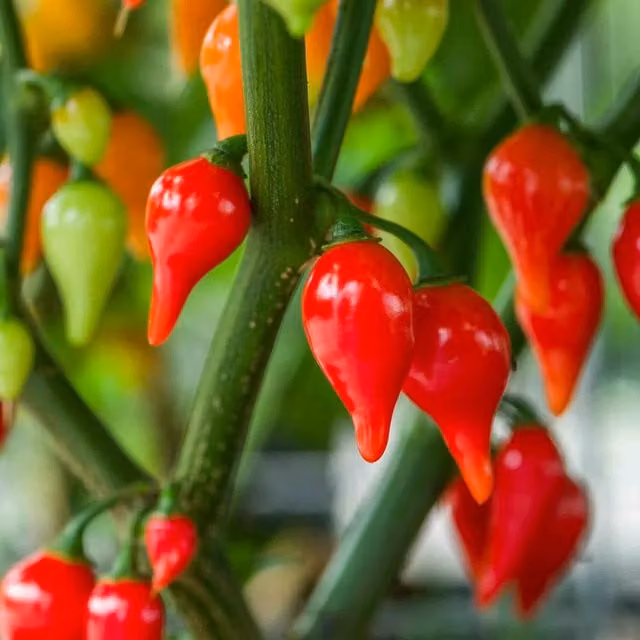 Marshalls Red Drop Chilli Seeds, Compact High-Yield Capsicum Annuum for Pots, 10 Seeds