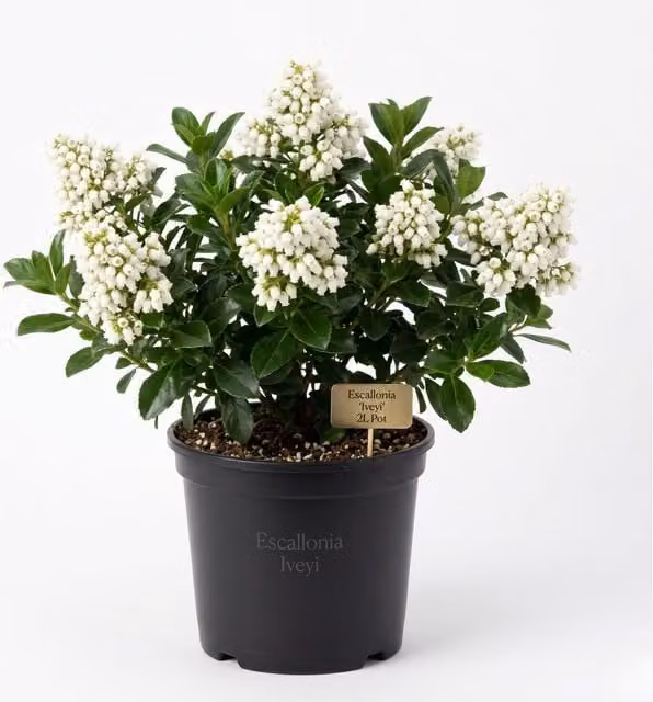 Plants By Post Escallonia Iveyi Ornamental White Flowering Shrub, Green and White