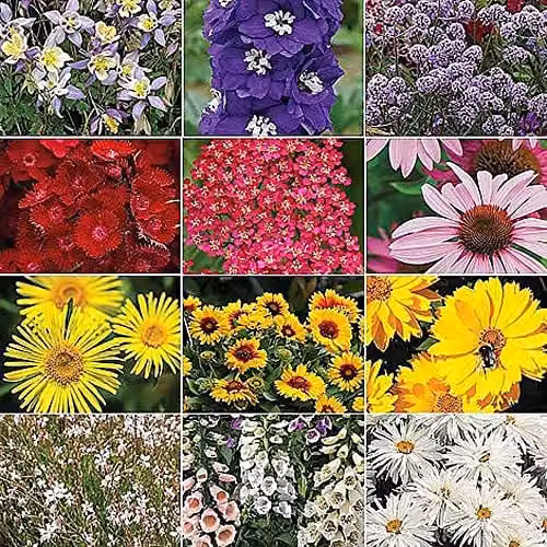 Thompson & Morgan Nurseryman’s Choice Perennial Bedding Mix with 30 Plugs in Multicolour Summer Shades