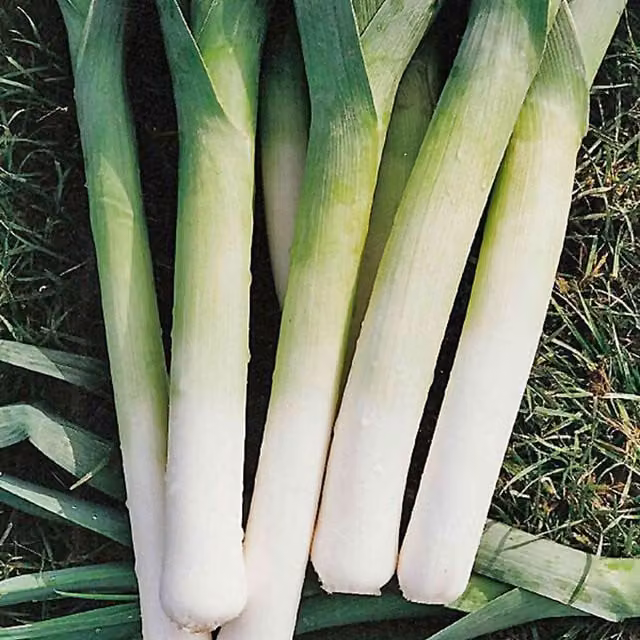 Marshalls Porbella Leek Vegetable Seeds, Hardy High-Yield Winter Variety
