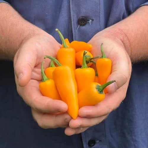 Thompson & Morgan Golden Jalapeno Chilli Pepper Seeds, Yellow, 6 Seeds per Packet – 1