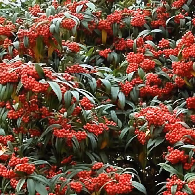Direct Plants Cotoneaster Cornubia Evergreen Ornamental Garden Shrub Plant, Red
