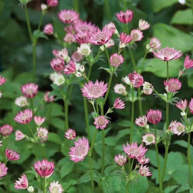 Marshalls Garden Astrantia Perennial Pink Ornamental Plant