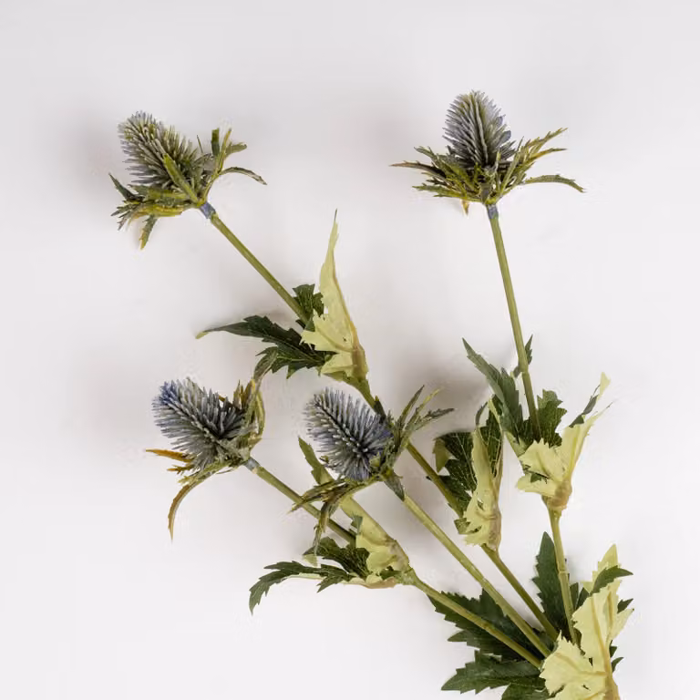 Scottish Everlastings Ltd Purple Thistle Stem Pack of 3, Height: 72 cm