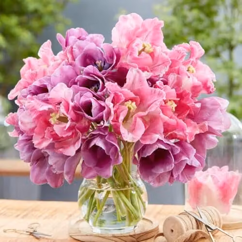 Thompson & Morgan Tulip Purple Shades Mix Bulbs, 8 Bulbs in Pink, Purple and Multicolour