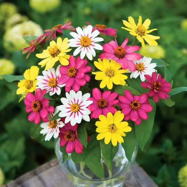 Unwins Zinnia Raspberry Lemonade Multicolour Ornamental Flower Seeds
